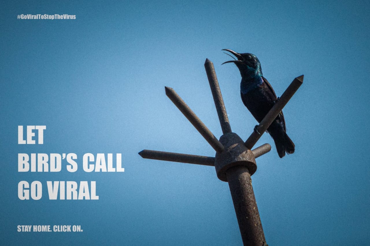 LET BIRD’S CALL GO VIRAL